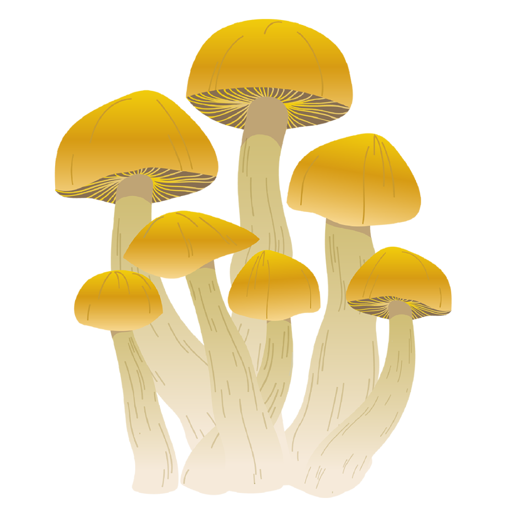 Mushrooms 1 3