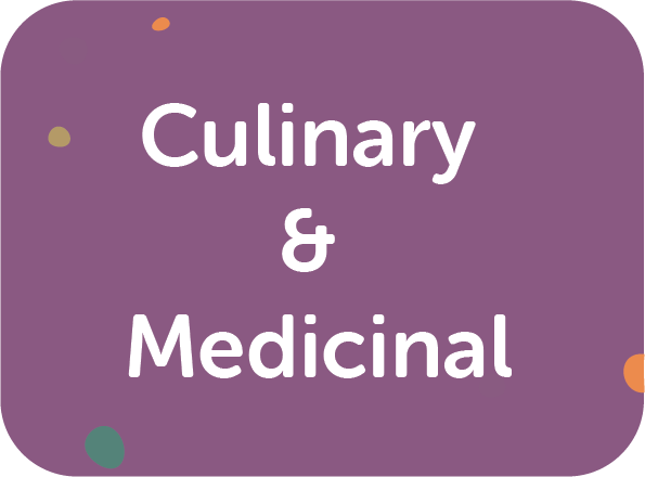 Culinary Medicinal Button 1