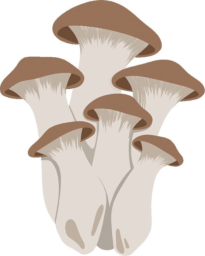 King Oyster Liquid Culture 3