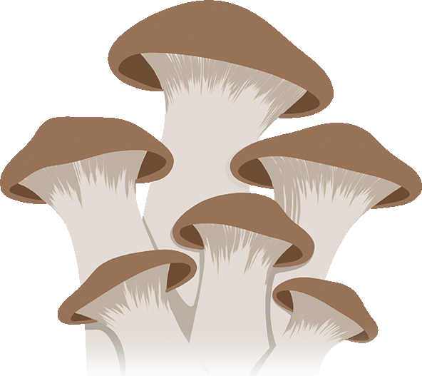 King Oyster Mushroom Liquid Culture v2 4